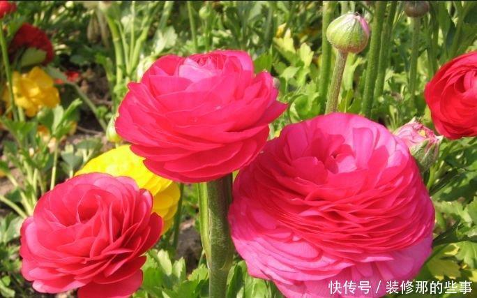 家里阳台必养此款花卉,比牡丹好看,比吊兰好养,你养了吗