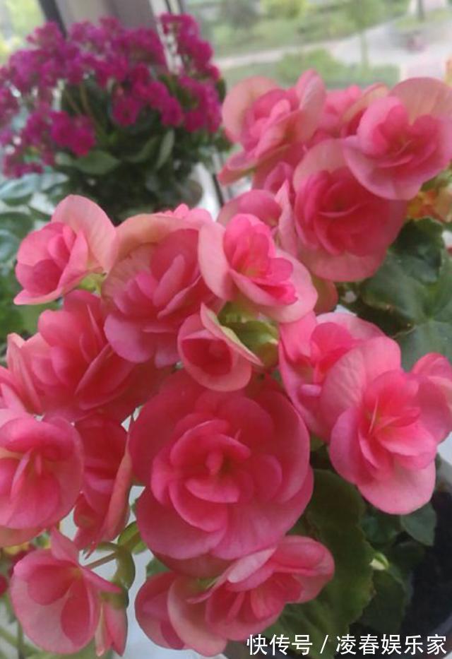植株|这3种花，夏天不能“瞎浇水”，伤了根救不回来