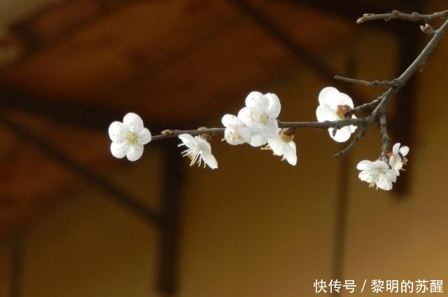 经典|李煜最经典的一首词,仅开头一句便惊艳了世间,千百年来广为传诵