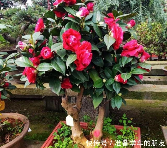 茶花用什么盆种好把握好两个“浅”字，成活有保证，叶片不发黄！