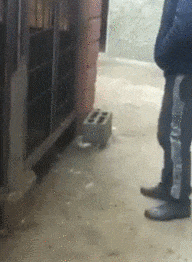 |搞笑GIF:姑娘 是时候找个男朋友了