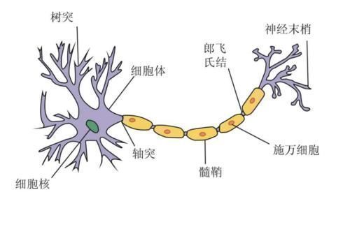 变聪明|如何抓住孩子“变聪明”的机会?家长们可以这样做
