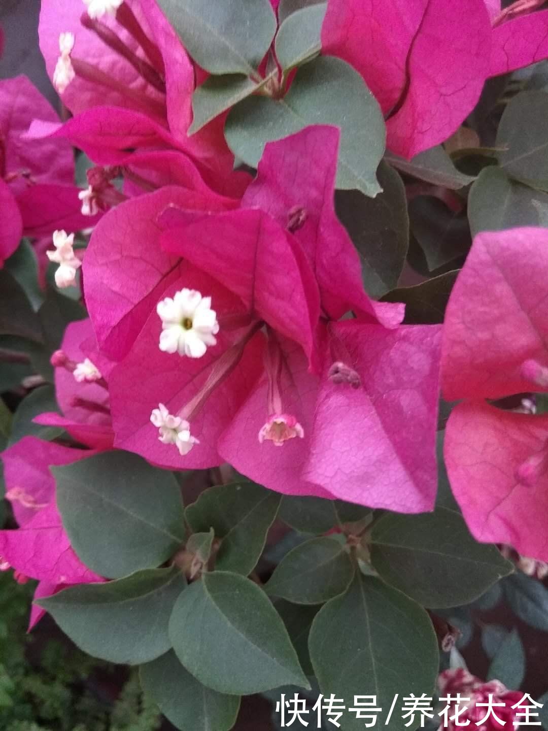 花友们|三角梅买来不会养,“5步法”教你养护,变成“别人家的三角梅”