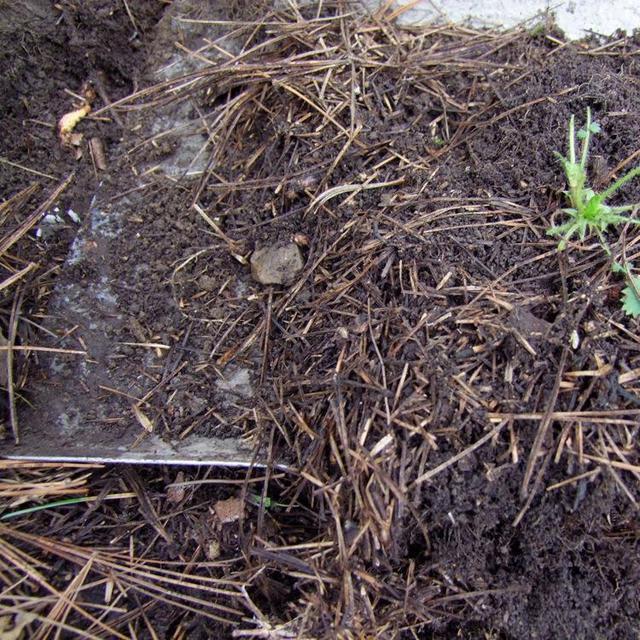 养花没那么顺利,碰上“土壤板结”怎么办撒点废料,很好解决