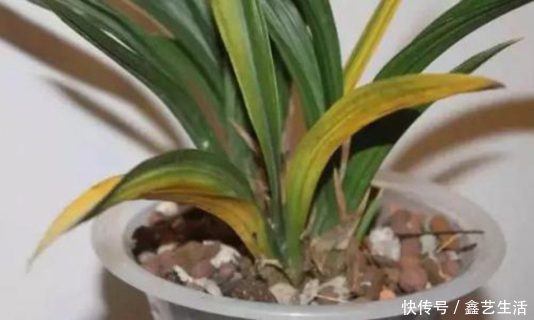 兰花熬过了冬天叶子却黄了,这可怎么办呢?