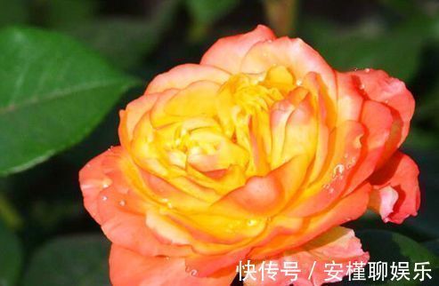 “高端玫瑰”宠爱小姐，金蕊红衣，香气甜润，你值得拥有