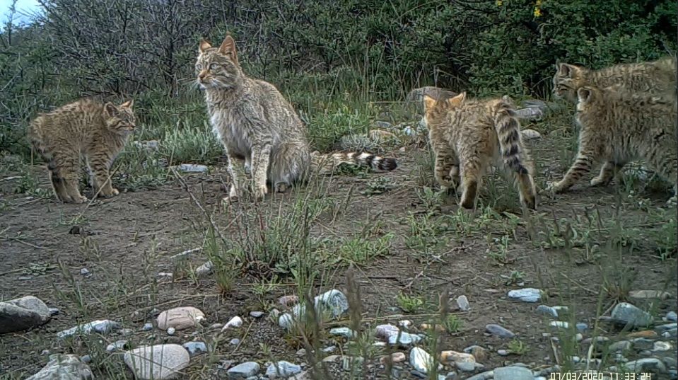 青海|祁连山国家公园顺利进行首个荒漠猫卫星项圈跟踪研究