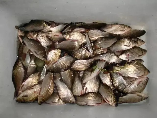 冬钓用虫饵效果不佳,不妨试试这种钓法,不用打窝就能诱鱼进钓点