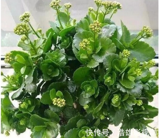 鸡蛋黄|养长寿花喂个“它”,小花苞钻个不停,40天呼呼就爆盆了