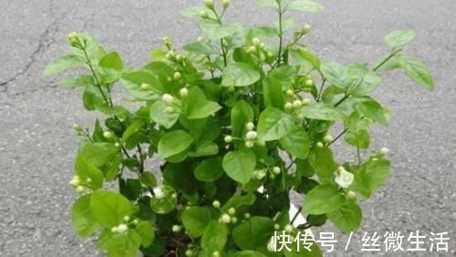 栀子花|这种酸性水,半月给花喝一勺,之子、茉莉开不停,香味瓢满屋