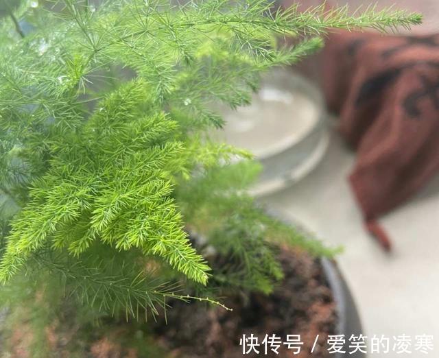 虎皮兰文|虎皮兰文竹养不好,撒一把粉末,半年不施肥也会蹭蹭长