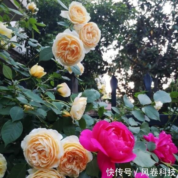 分享11种“健康花”,好看又“养人”,医生护士都爱养