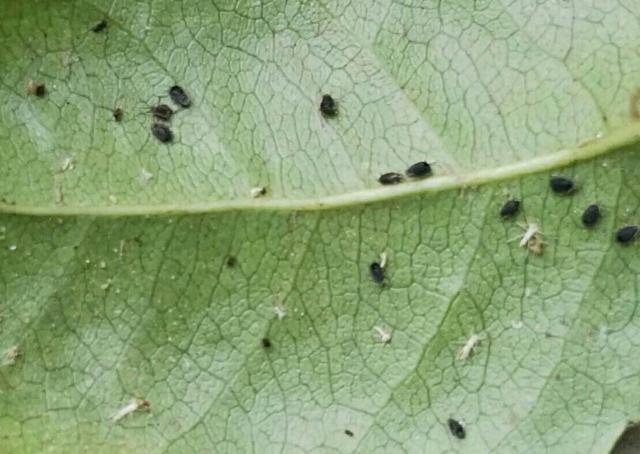 植株上的小黑飞虫，怎么赶也赶不走，用这一招效果真不错