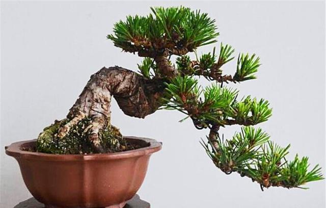 新手老桩盆景咋那么多老匠人学会5大“盆景嫁接法”就有了
