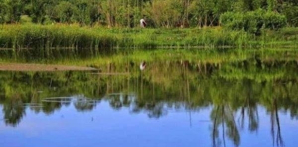 涨知识了！这四种水草里才有鱼可钓，而且钓法不同，真后悔刚知道