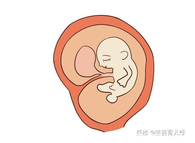 肚子|孕妈在睡觉时，胎儿都在干嘛？第二条不忍直视