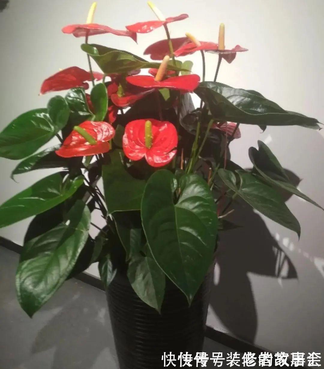 花量|6种花别养老桩,越老越不开花,赶紧扦插备份