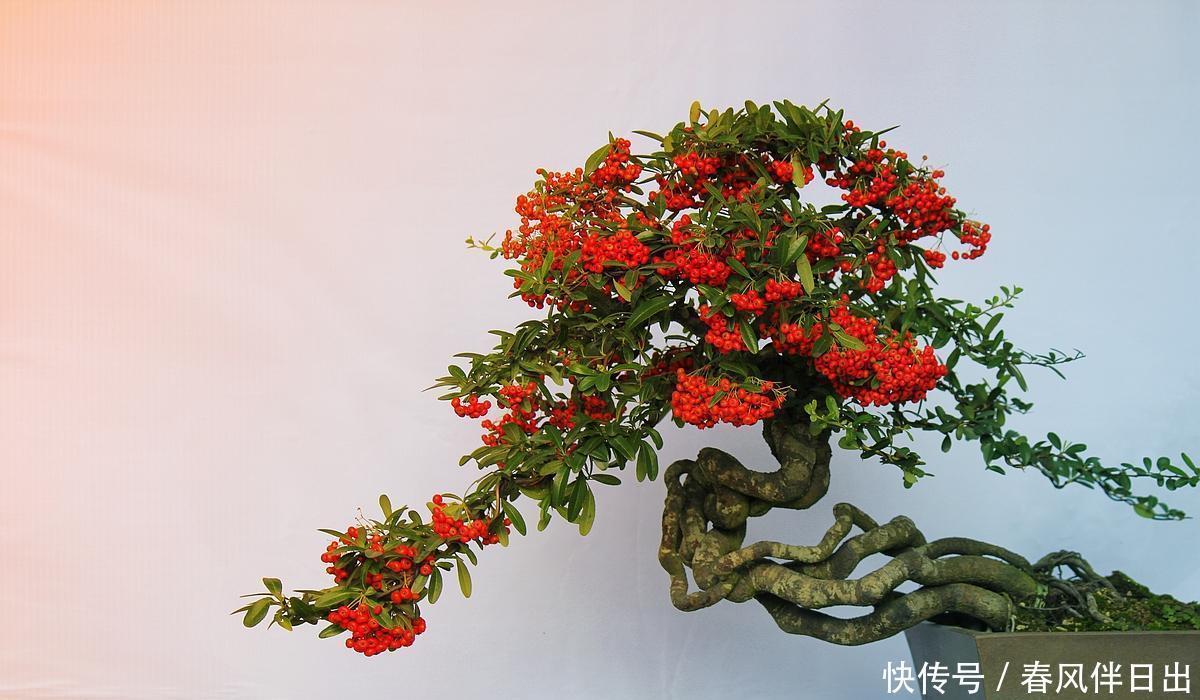 盆景养护的误区,每个误区都会产生什么坏处?