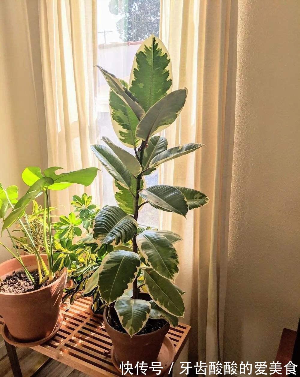 10大健康花,建议养一盆,不但能吸废气制氧气,还好养贵气