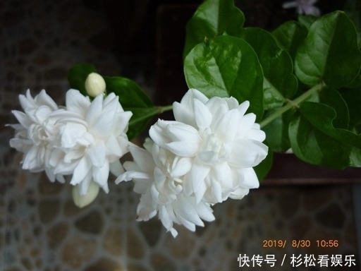 茉莉花|茉莉花总是不开花怪你剪错枝条，要明白茉莉花开花和枝条的关系
