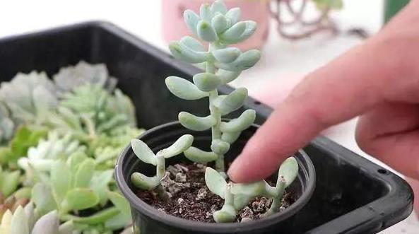 盆栽多肉如何顺利度夏做到少浇水，不砍头、撸叶子就够了