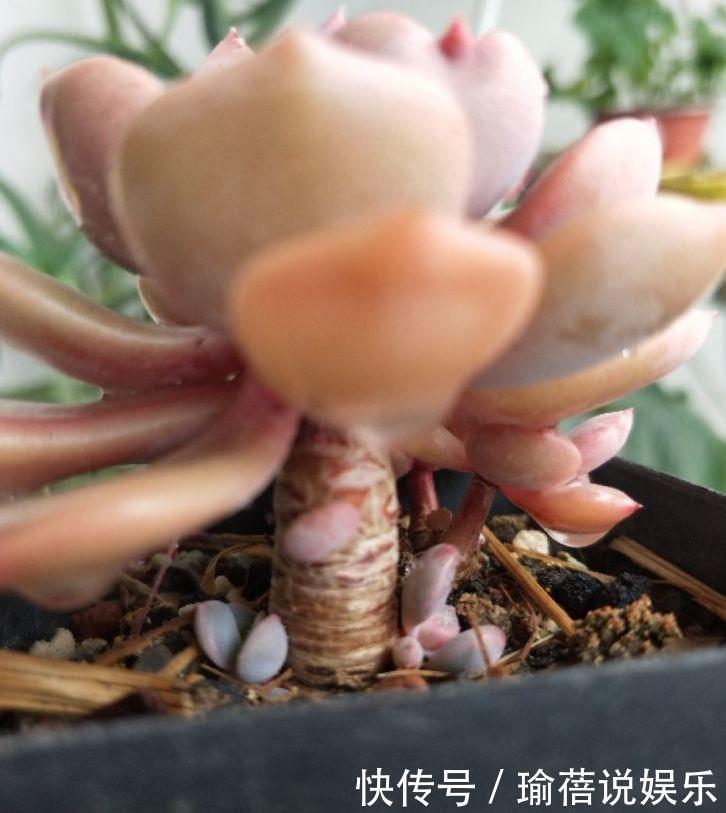 多肉叶子皱皱巴巴别光浇水，多半是伤根该换盆了！