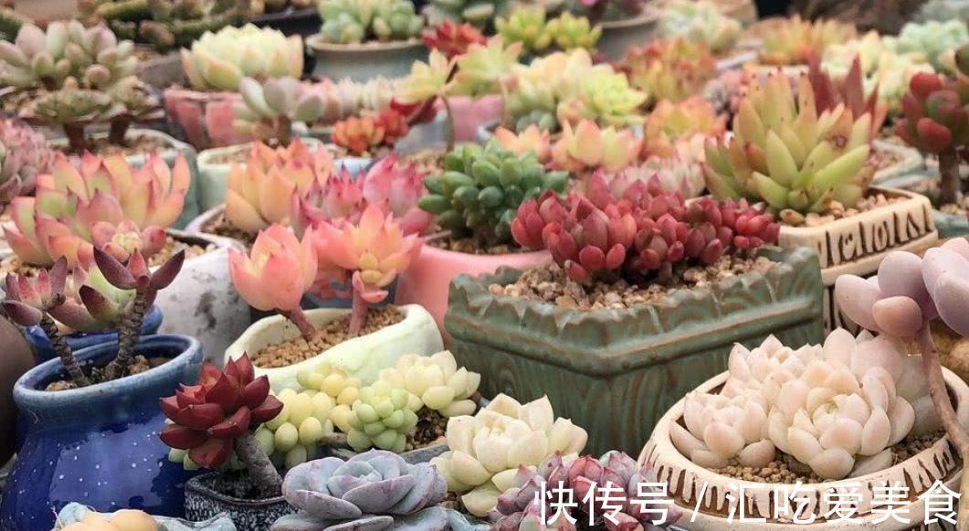 冬天养多肉,有“3怕1喜”,做好了才能安全过冬