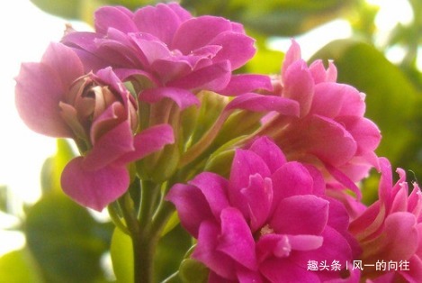 家养长寿花难开花这3个细节掌握好,轻松花开爆满盆