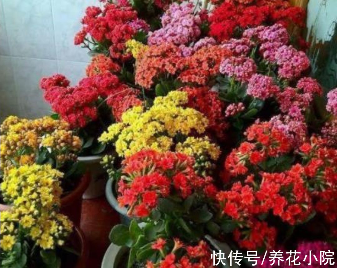 11月长寿花开始孕蕾，及时做4件事，让枝头花苞长更稠密