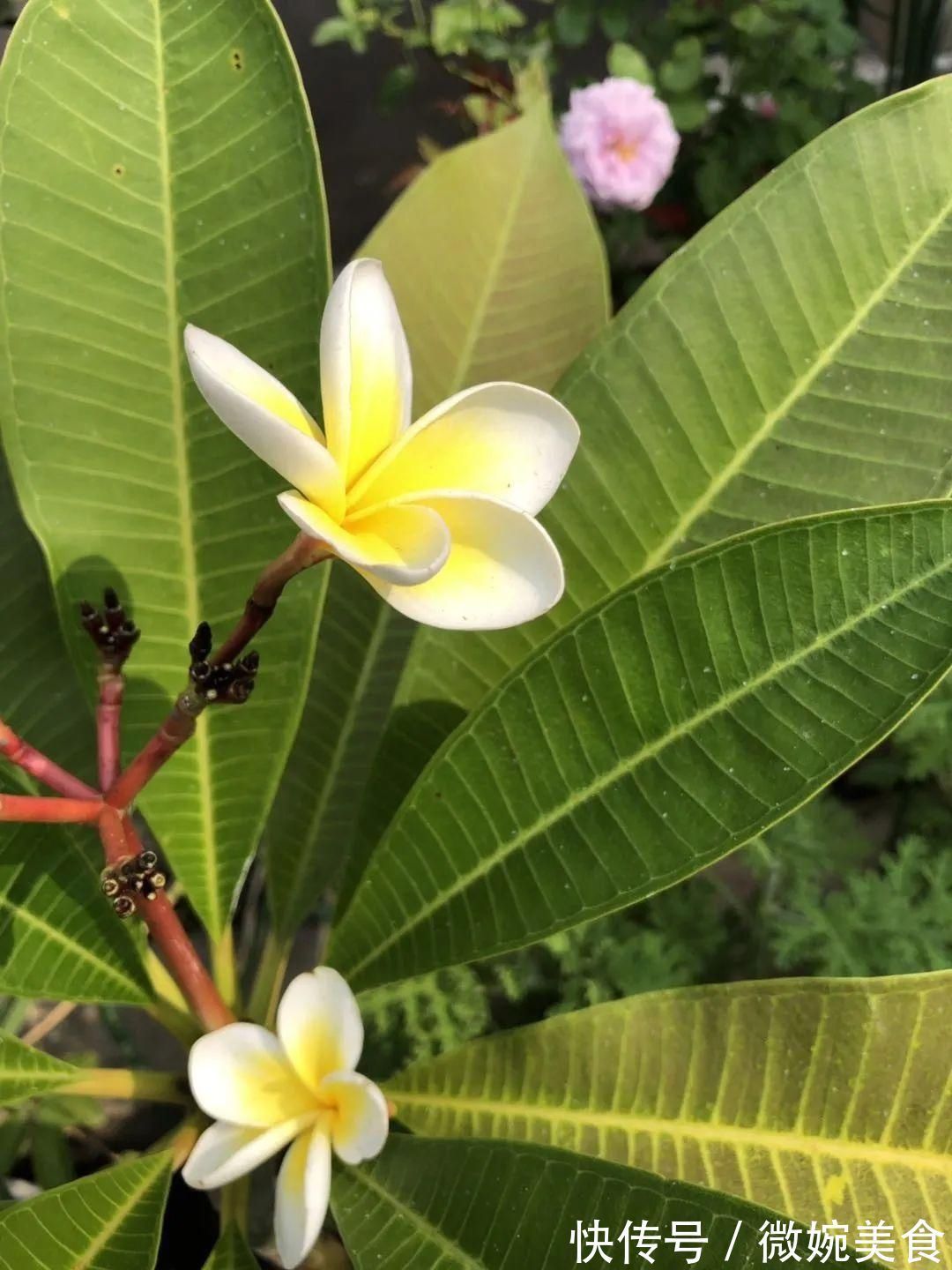 显摆一下我的家丨花开香满院,爱花人在自家庭院建小花园