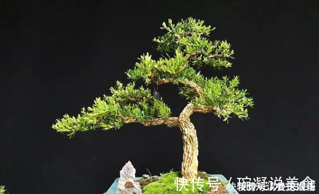 金雀|不管家中再小,一定要摆放上一盆“木中君子”