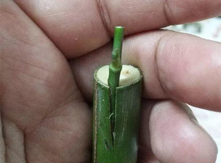 嫁接|嫁接达人,玉树嫁接长寿上,花友直呼内行!