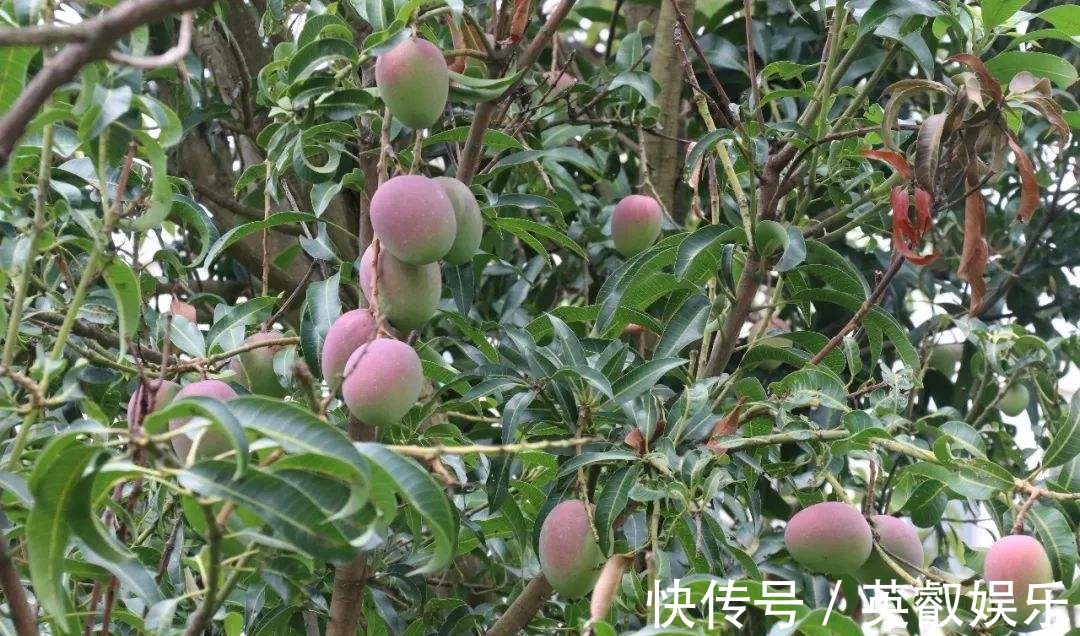 粗管|比花卉还要没的水果盆栽,能开花还能结果,果实多好打理