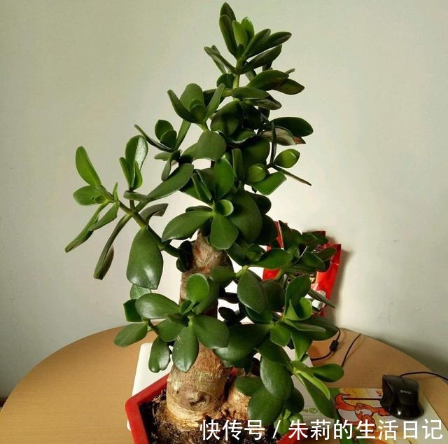 室内养玉树，注意3个“细节”，叶油绿肥厚，枝子壮，长爆盆！