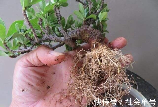黄叶|养“栀子花”,注意1个小细节,不黄叶、不掉苞,油绿茂盛开花多