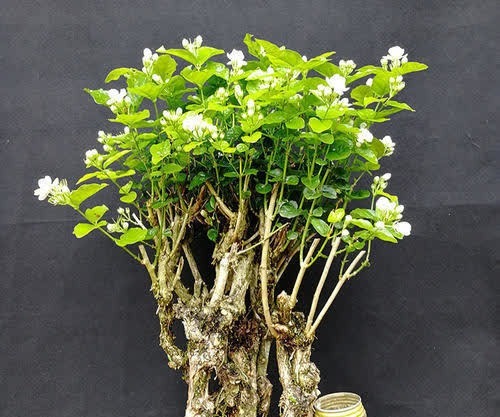 养了3年的茉莉花变老桩，长成“巨无霸”，清香宜人大半年！