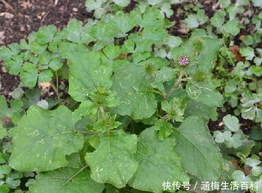 引进|国外很吃香,引进我国却没人吃,如今制成茶,60元一斤