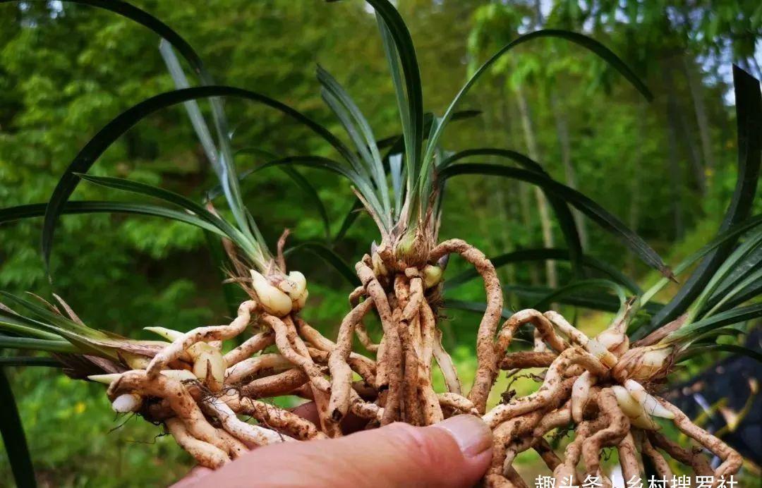 新手种植兰花，最容易犯的6大错，每一条都会影响兰花长势