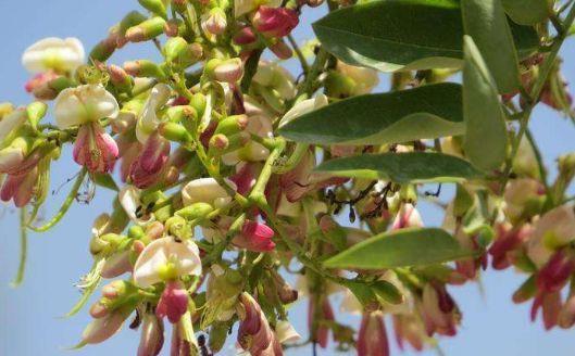 红槐|从9月8日开始，家养此款花卉，幽香暗淡，花开繁盛花香怡人
