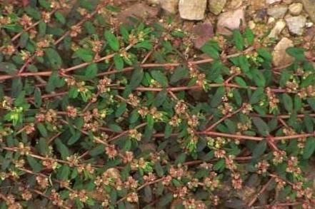 稀罕货|农村这个野菜能救命，人称“血见愁”，以前遍地有如今却是稀罕货