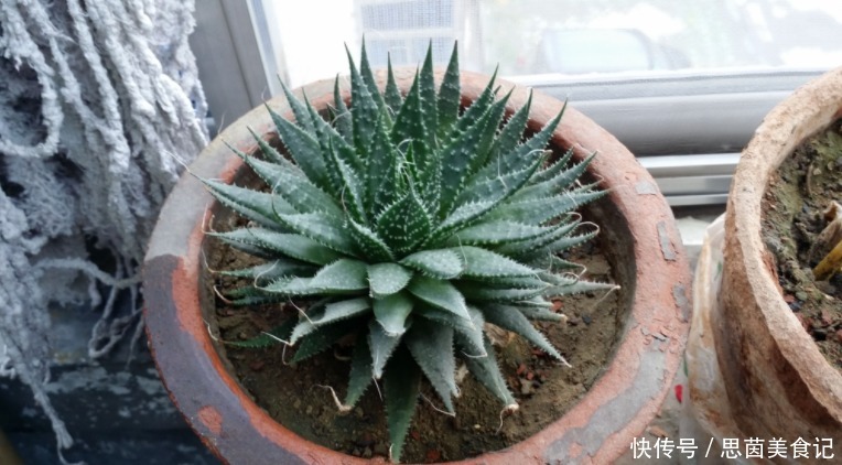 薄荷|这3款植物既能赏又能吃,盆栽养眼、养身!