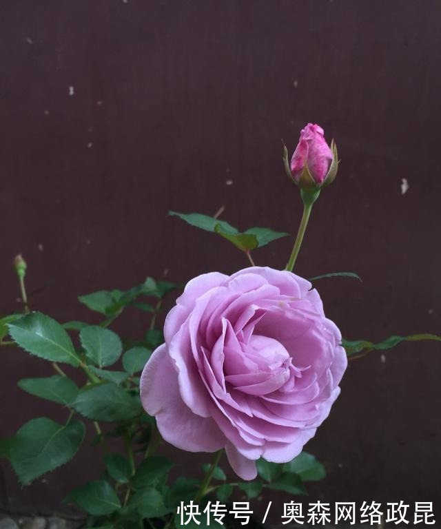 阳台盆栽佳品—浓香型月季，养护容易，四季开花，一卉能熏一室香