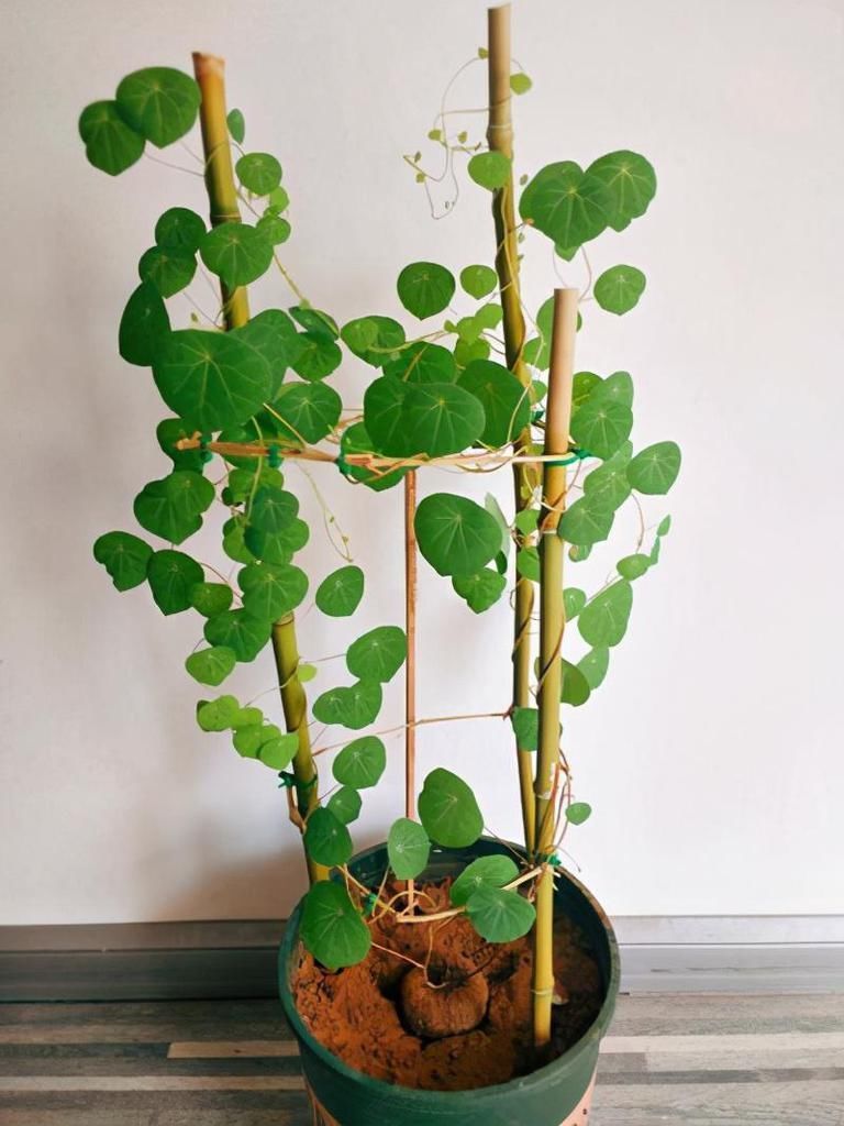 室内养这6种花,装饰感强是门面担当,感兴趣的朋友别错过