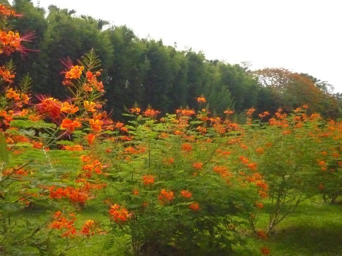 月亮升起的时候(下)依香,从未走远
