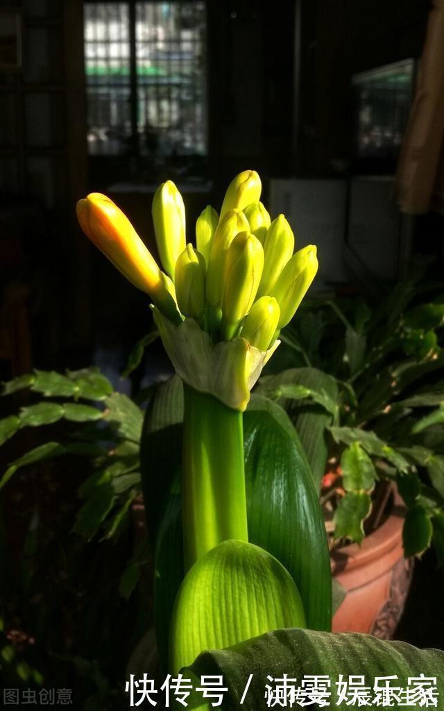 温差|让君子兰开好花的“钥匙”,就握在你手里,它的“构造”很简单