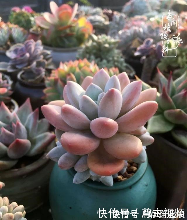 静夜|养多肉三年多,初见惊鸿!累并快乐着!养多肉三年多,初见惊鸿!累并快乐着!