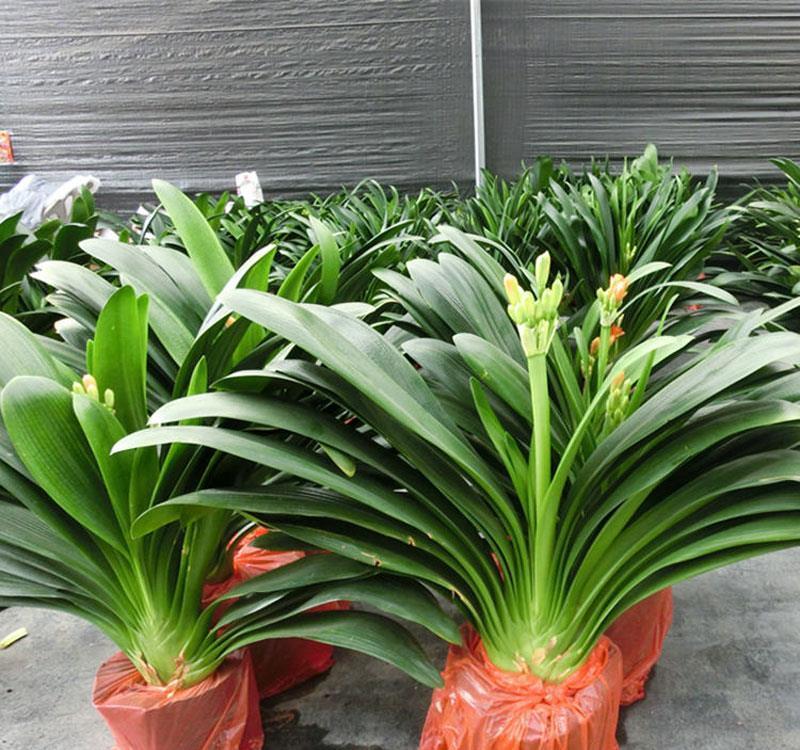 叶片|君子兰摆放,大有“讲究”,3个位置坚决不能放,歪七扭八太难看