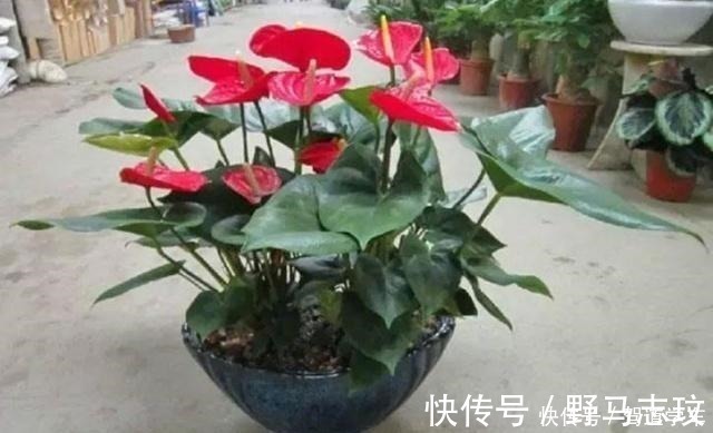 淘米水|什么啤酒、淘米水,在“它”面前弱爆了!用它浇花,浇什么活什么!