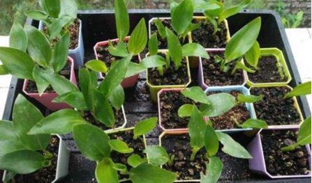 “1种小药片”比什么黄豆水、柳枝水强100倍，养啥都“可以”，牛