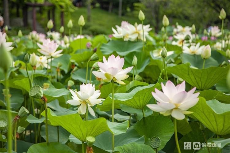 崔荔媛|【高清图集】新荷初露！烟台这片荷花惊艳了整个夏天